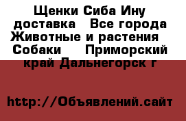 Щенки Сиба Ину доставка - Все города Животные и растения » Собаки   . Приморский край,Дальнегорск г.